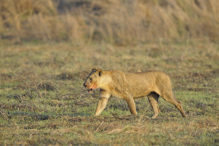 狮子与杀捕猎后的母狮.照片