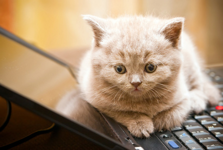 笔记本电脑上的小猫