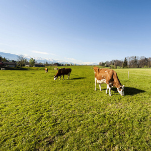 畜牧业在瑞士