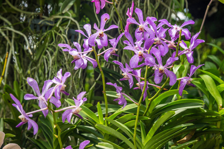 紫色兰花花兰花花