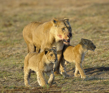 母狮和幼崽一起打猎后。