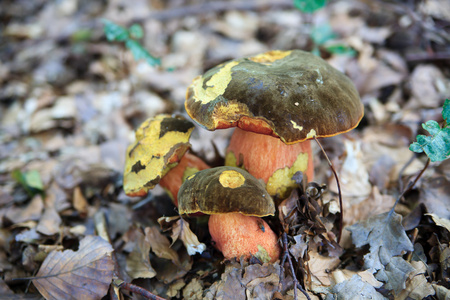 fungus的复数真菌如蘑菇和霉，霉，霉菌 真菌 fungus的名词复数  霉，霉菌