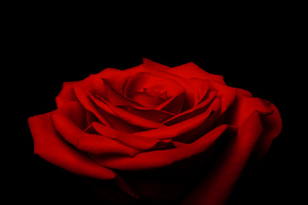 层层爱花瓣红玫瑰