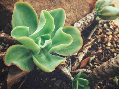 绿色仙人掌肉质植物厂近观图片