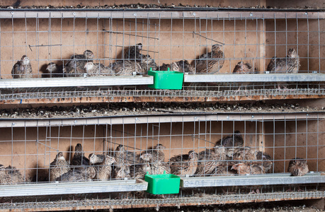 鹌鹑养殖鹌鹑( quail的名词复数 ) 鹌鹑肉照片