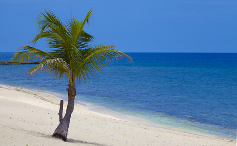 炎热的海滩，清澈的蓝天，蔚蓝的大海，棕榈树