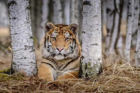西伯利亚虎，从正面看，奔跑在温特追捕猎物