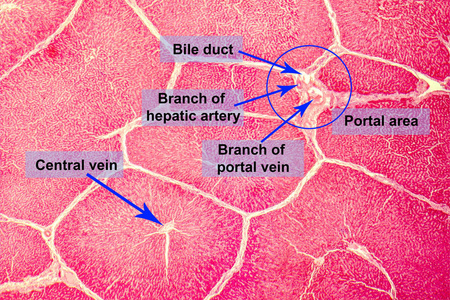 肝脏的光显微图像精子和卵子细胞.