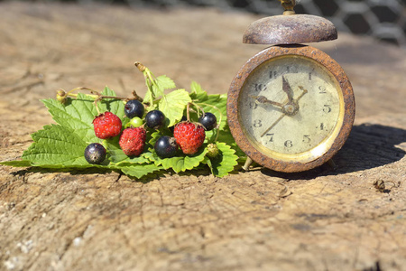 黑醋栗 野草莓和木头与叶上的时钟