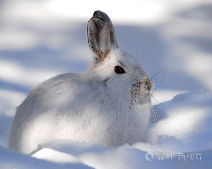 雪鞋野兔