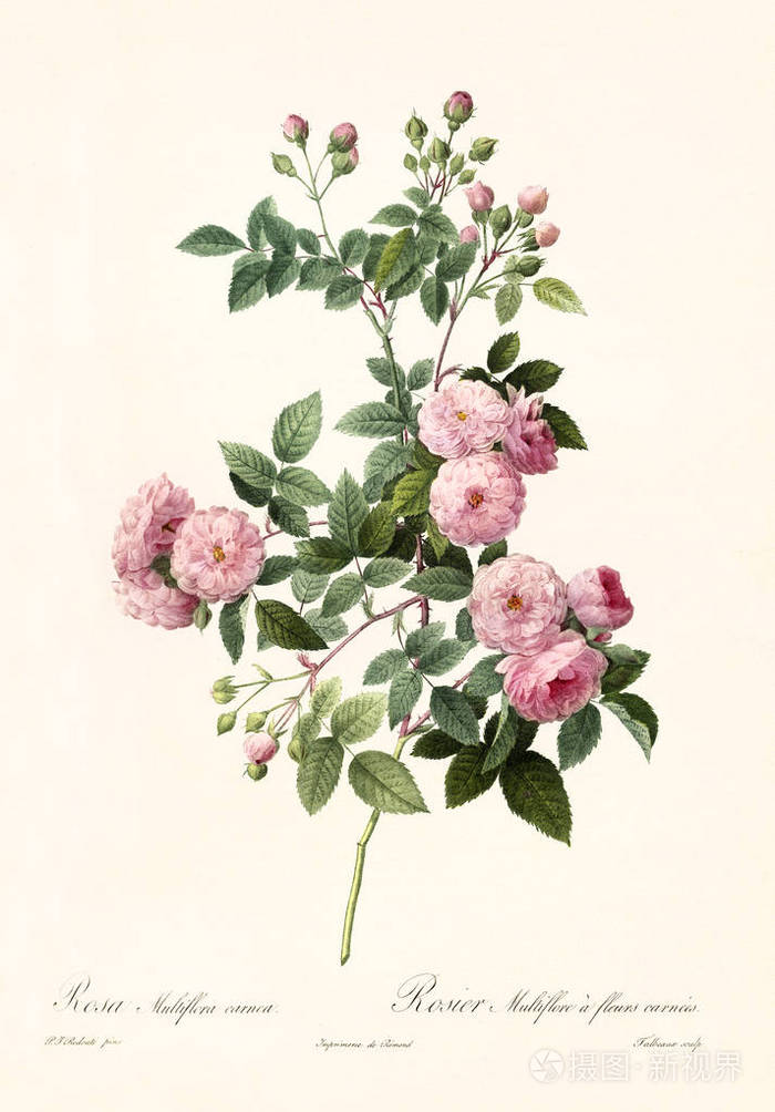 罗莎野蔷薇草复古插画