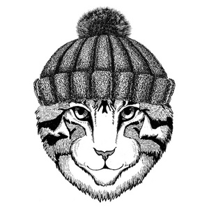 形象的家猫穿着冬季针织的帽子图片