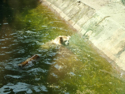 熊在池塘里游泳在基辅动物园