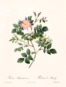 罗莎 malmundariensis 复古插画