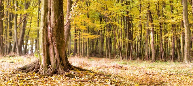 树 tree的名词复数  乔木 树状图 世系图