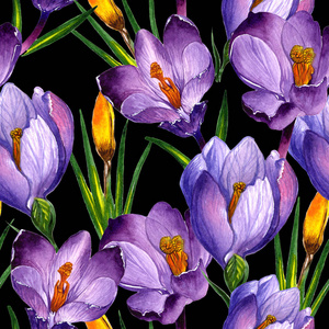 秋天番红花图片-秋天番红花素材-秋天番红花插画-摄图新视界