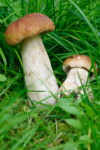 塞普布莱特斯。 森林中的蘑菇