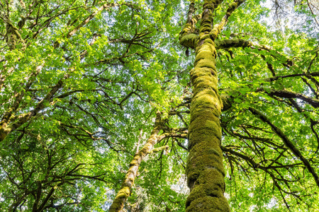 高大的树爬满青苔在不列颠哥伦比亚省温哥华岛公园