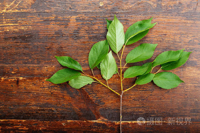 树枝上的甜樱桃叶子