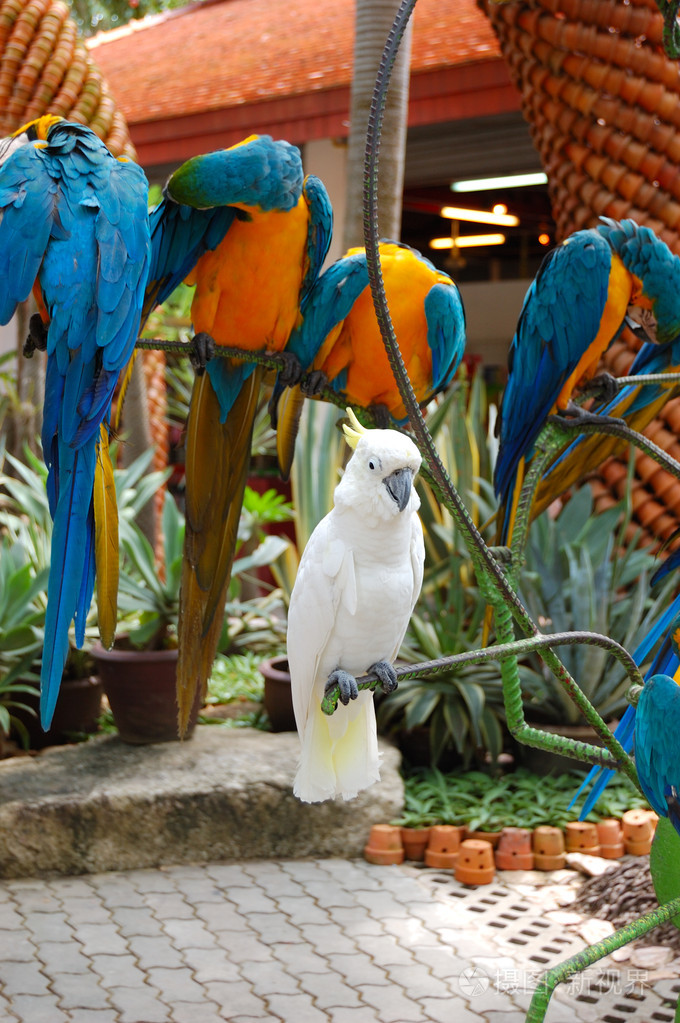 泰国南诺赫热带花园芭堤雅的白鹦鹉