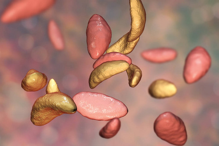 寄生性原生动物弓形虫速殖子阶段显微镜的影像关于指