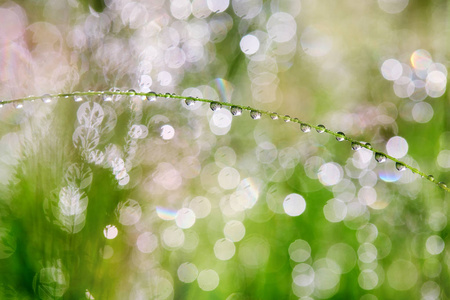 早晨雨雨后植物滴.早晨的阳光和美丽的博克照片