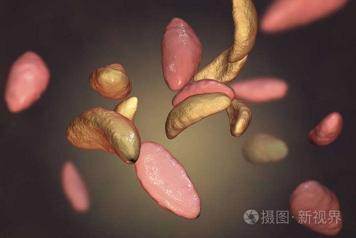 寄生性原生动物弓形虫速殖子阶段
