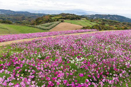 宇宙花卉种植场 