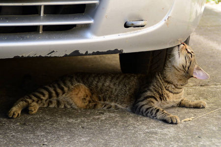 虎猫躺在车下嗅察他们图片