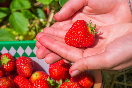 在伸开双手上新鲜采摘的 strawberrie 游戏机