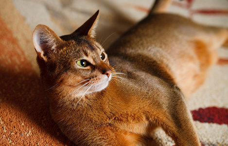 阿比西尼亚猫