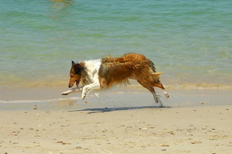 海滩上的牧羊犬