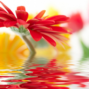 红色雏菊，软焦在水中反射