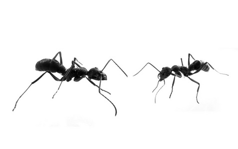 白色背景下的五只蚂蚁