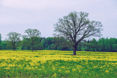 橡木与黄色在草地上