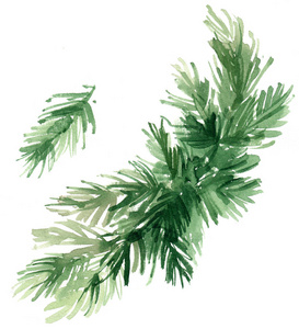 在白色背景上用水彩画的树枝.侧柏, 云杉, 树木, 针叶树的树枝.