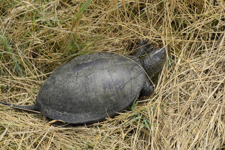龟爬上乾草。普通河龟的温带地区。龟是古代爬行动物
