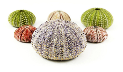 海胆棘皮动物图片