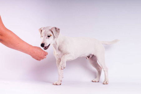 杰克罗素梗犬在白色的工作室