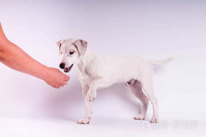 杰克罗素梗犬在白色的工作室