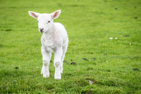 可爱的小绵羊,居住在绿色的美丽苏格兰场照片