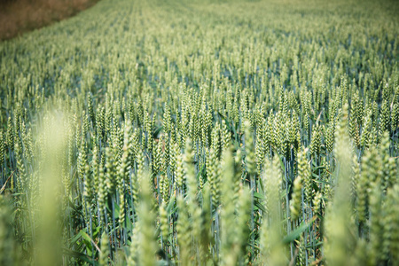 新鲜绿色玉米对玉米田与蓝蓝的天空作为背景
