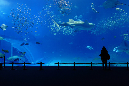 水族箱图片