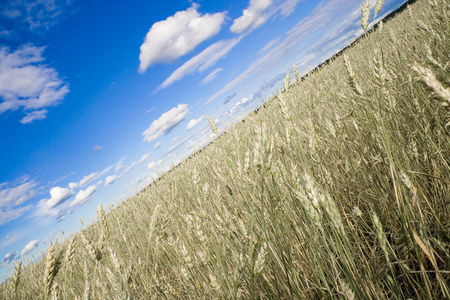 小麦场金色和蓝色天空