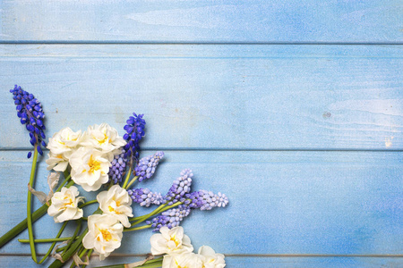 束蓝色的 muscaries 和水仙花花