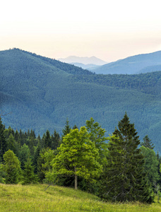 美丽的绿色森林和蓝山的垂直图片。C