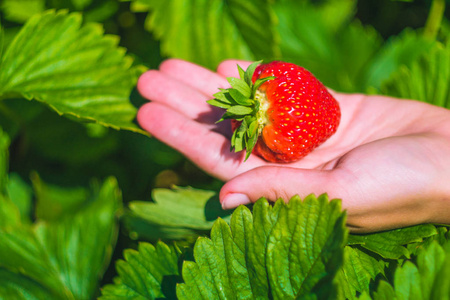 新鲜采摘 strawberrie 手，缓缴草莓叶片