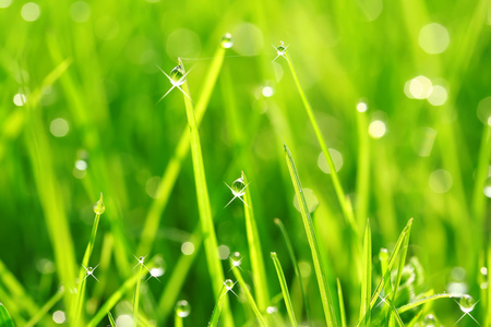 详细露水δροσι04 στη χλ02η露水的草地上照片