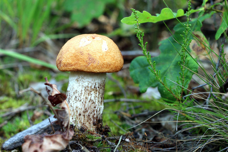 小 Leccinum 蘑菇生长