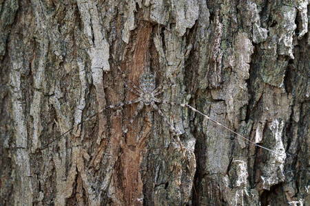 图像的双尾蜘蛛 (埃西莉亚某地) 交配在树上.昆虫照片
